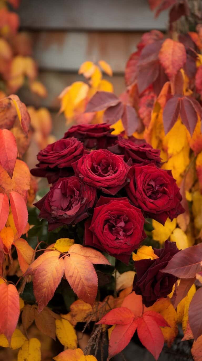 Fall Flowers Wallpaper iPhone I’m Using This Season - Flowers Bouquet Ideas