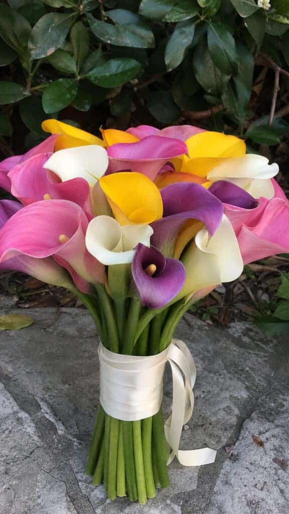 Mixed Calla Lily Color Palette