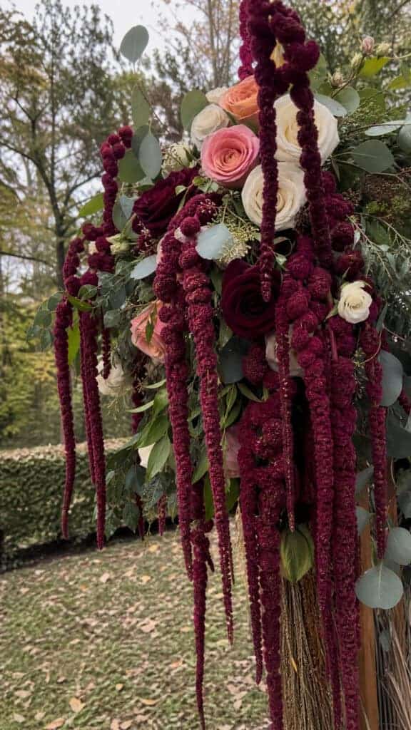 Burgundy Amaranthus