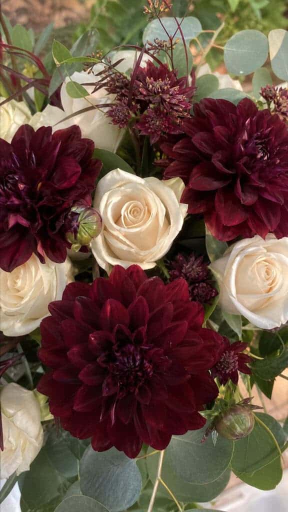 Burgundy Dahlias