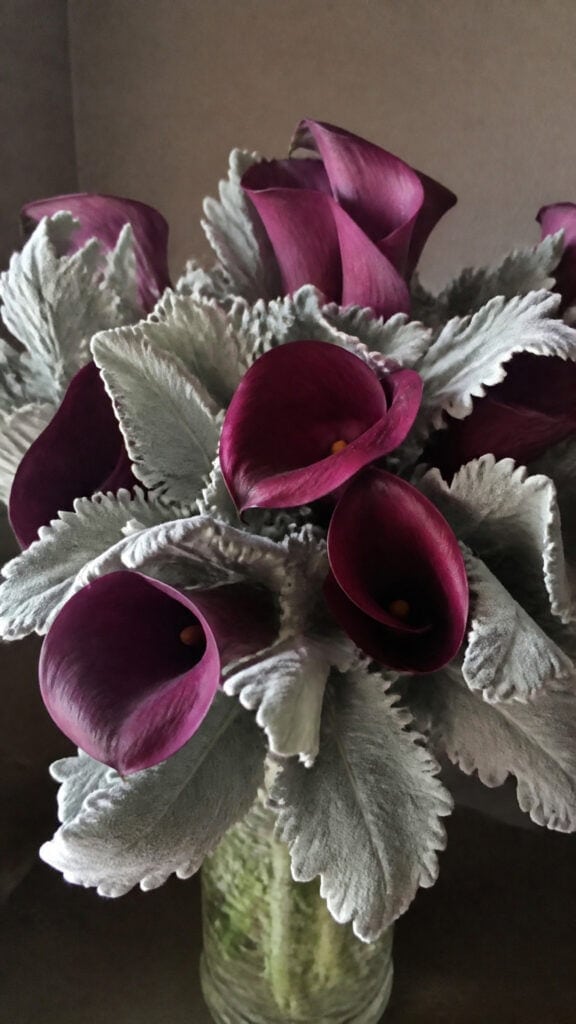 Plum Calla Lilies