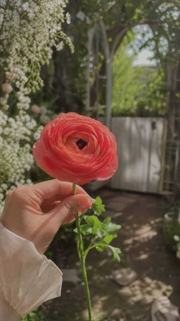 Delicate Ranunculus Beauty