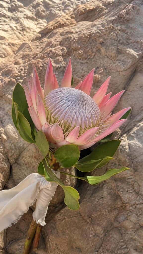 Dramatic King Protea Statement
