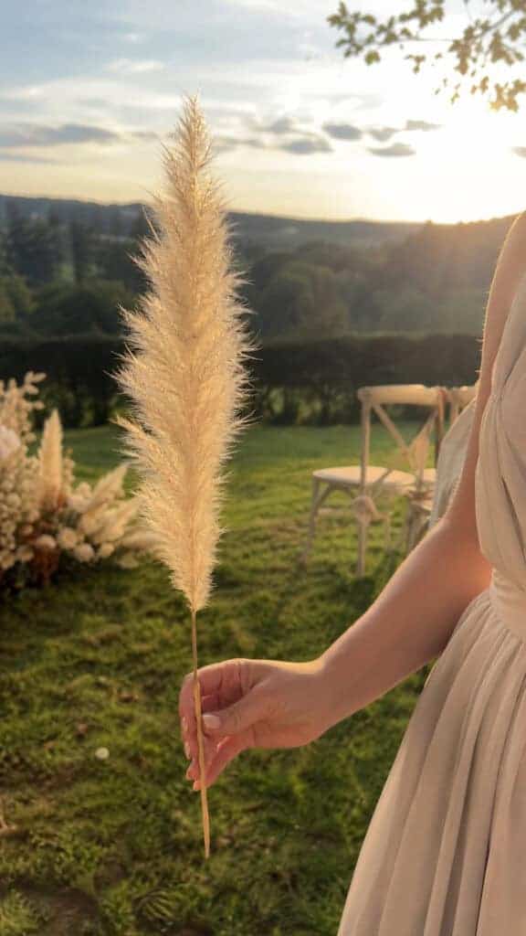 Ethereal Pampas Grass Simplicity