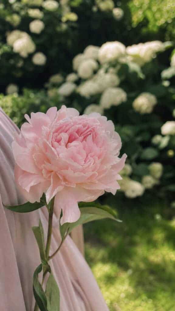 Romantic Single Peony Perfection