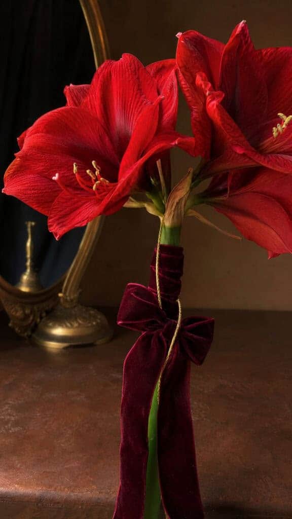 Bold Amaryllis