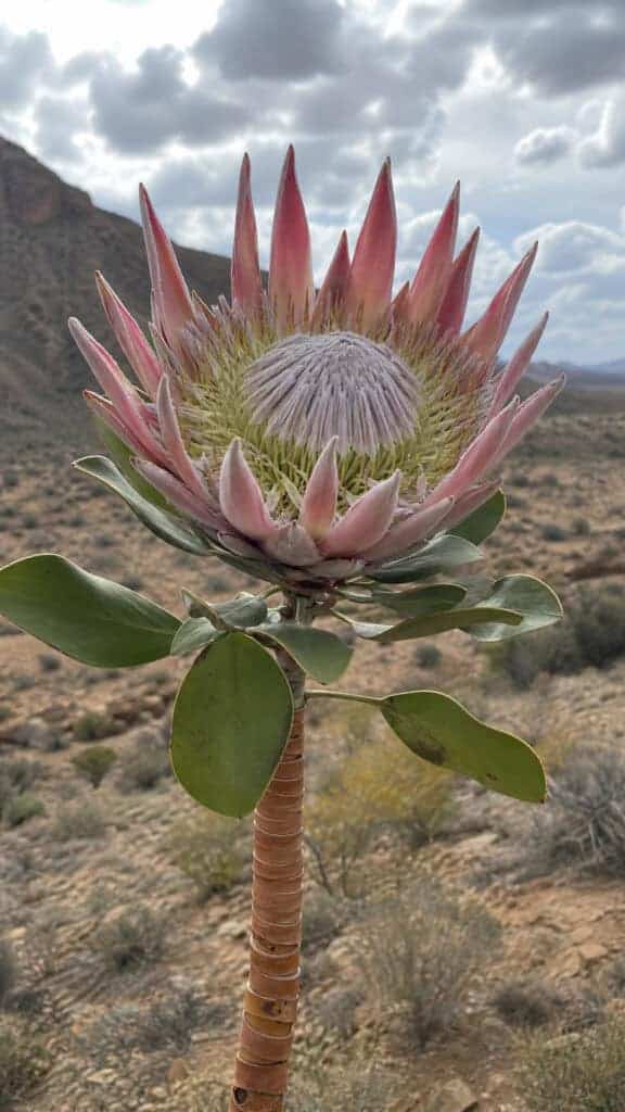 Dramatic King Protea