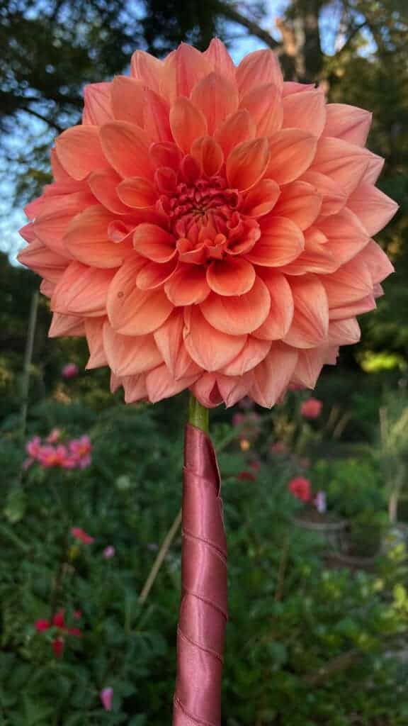 Garden-Fresh Dahlia