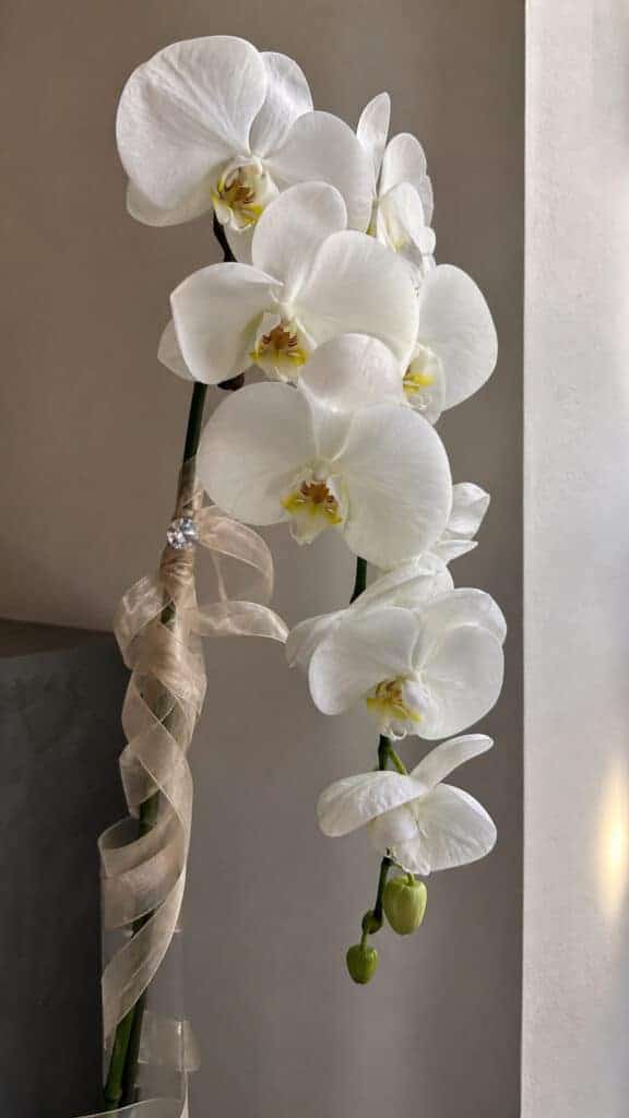 Sophisticated Orchid