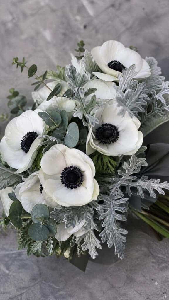 Anemones with Dusty Miller
