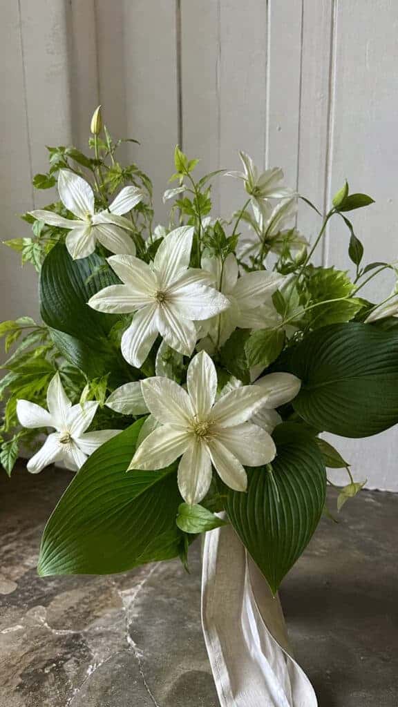 Clematis with Hosta Leaves