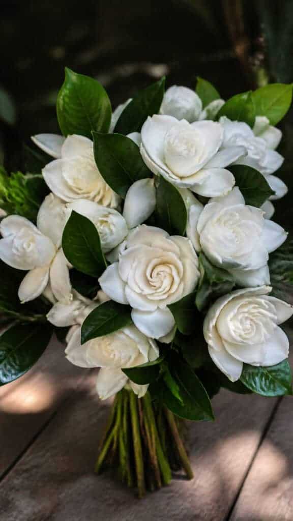 Gardenias with Lemon Leaf Greenery