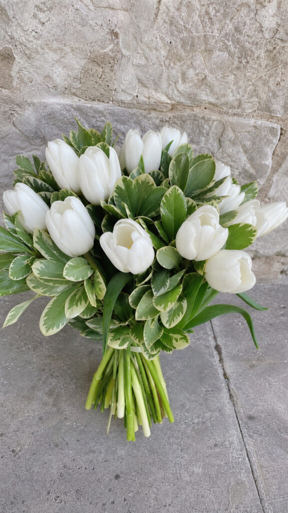 Tulips and Variegated Pittosporum