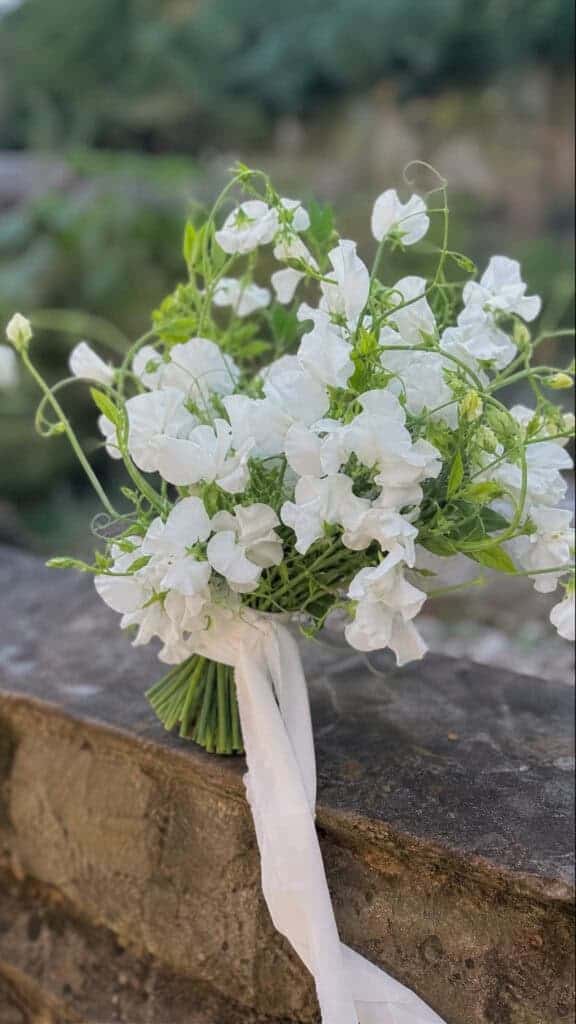 Delicate White Sweet Peas