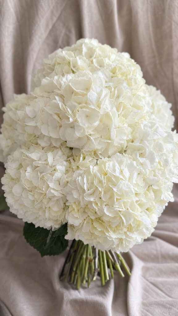 All-White Hydrangea Abundance