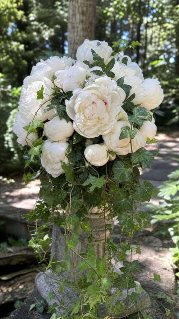 White Peonies with Ivy Trails