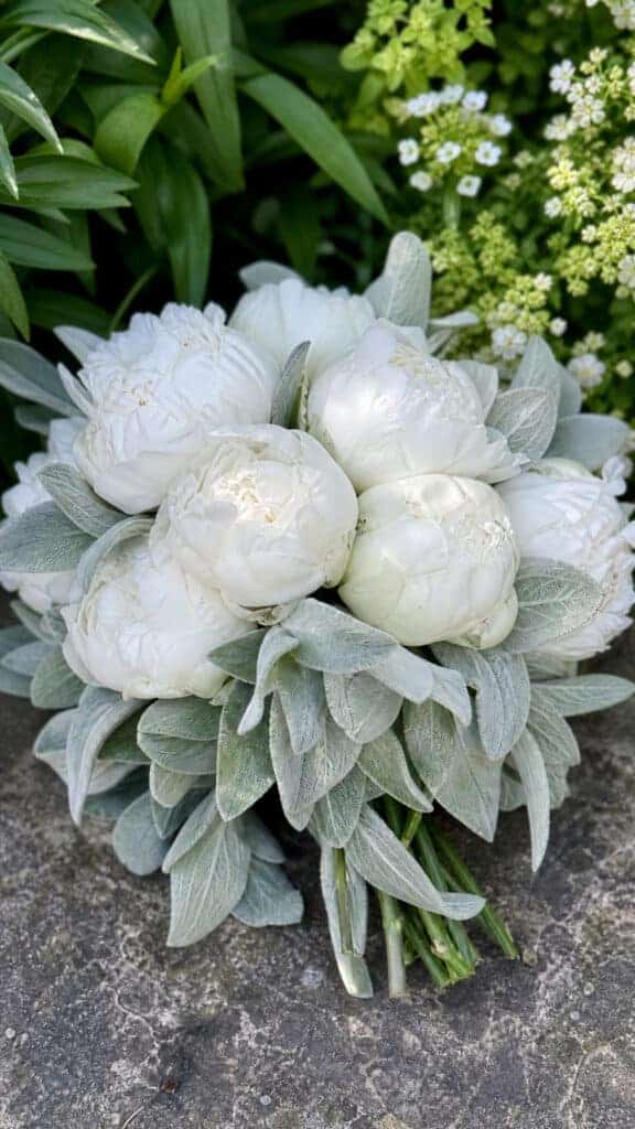 White Peonies with Lamb's Ear Softness