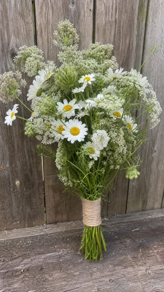 Classic Meadow Mix with Daisies and Queen Anne's Lace