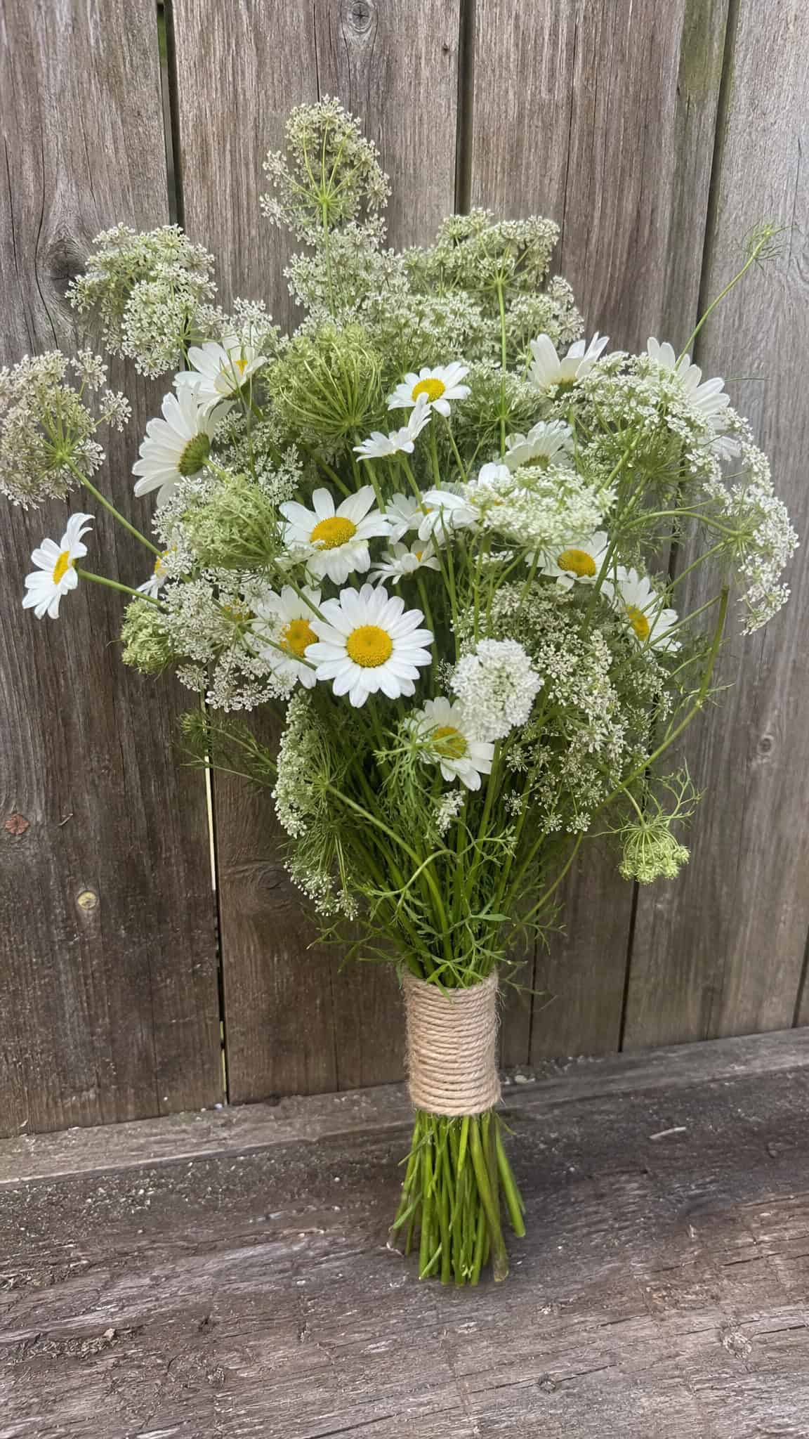 Classic Meadow Mix with Daisies and Queen Anne's Lace