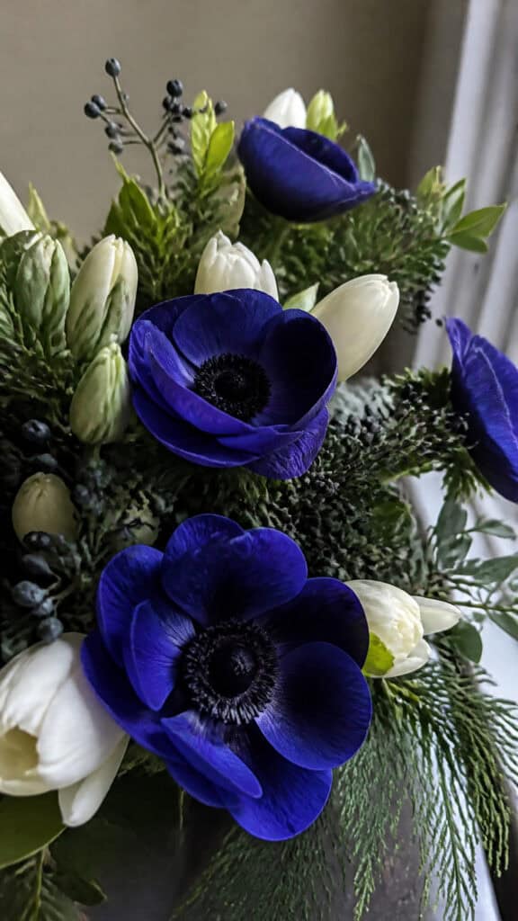 Blue Anemone