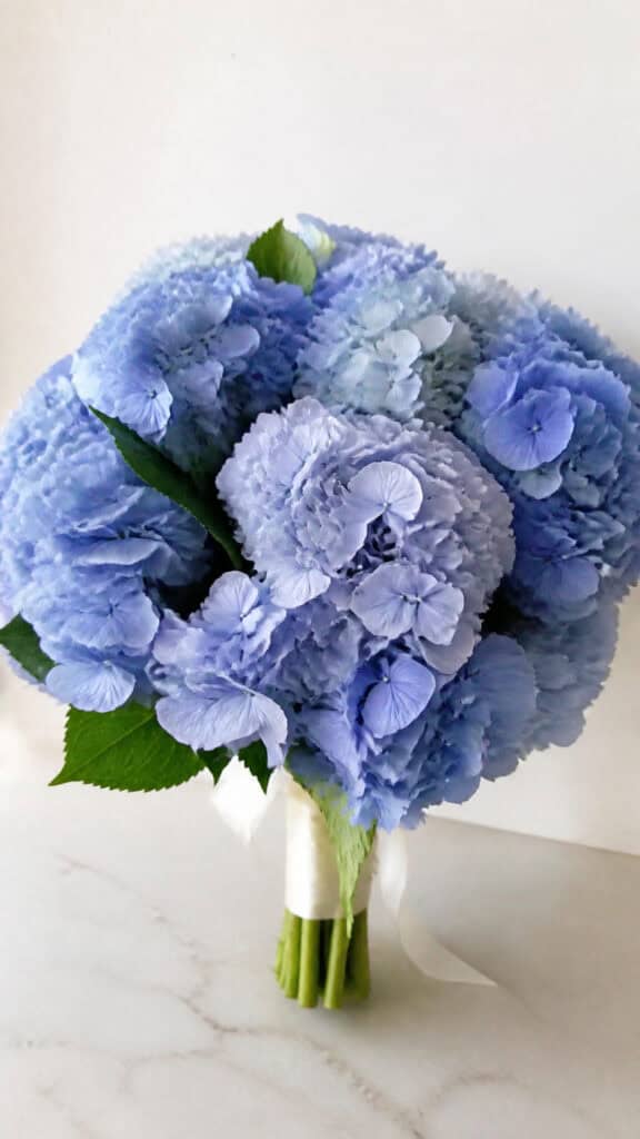 Blue Hydrangea