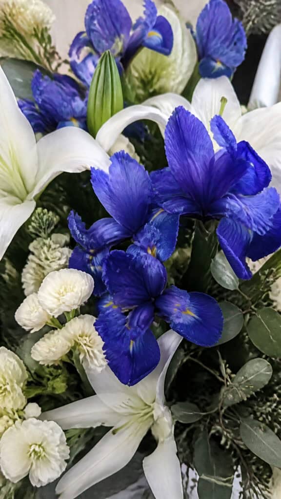 Blue Iris