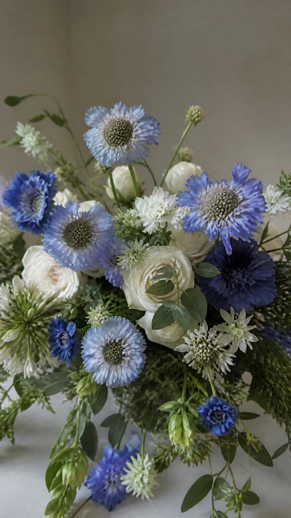 Blue Scabiosa