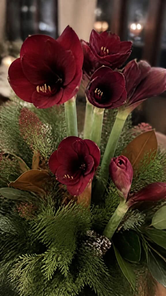 Bold Burgundy Amaryllis