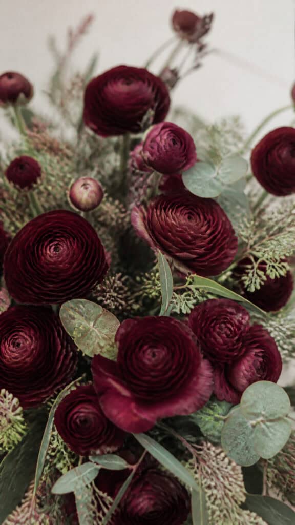 Elegant Burgundy Ranunculus