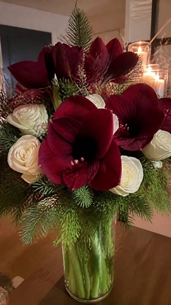 Stunning Burgundy Amaryllis