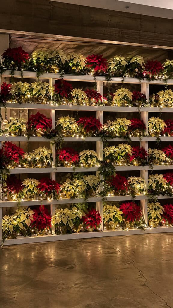 Creative Ways to Use Poinsettias Throughout Your Venue