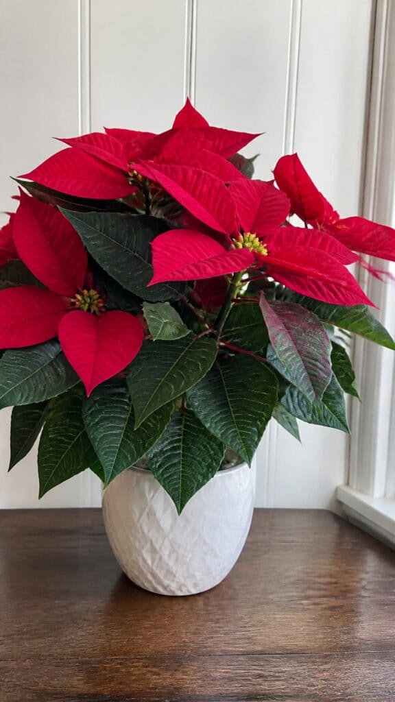 Practical Tips for Working with Poinsettias