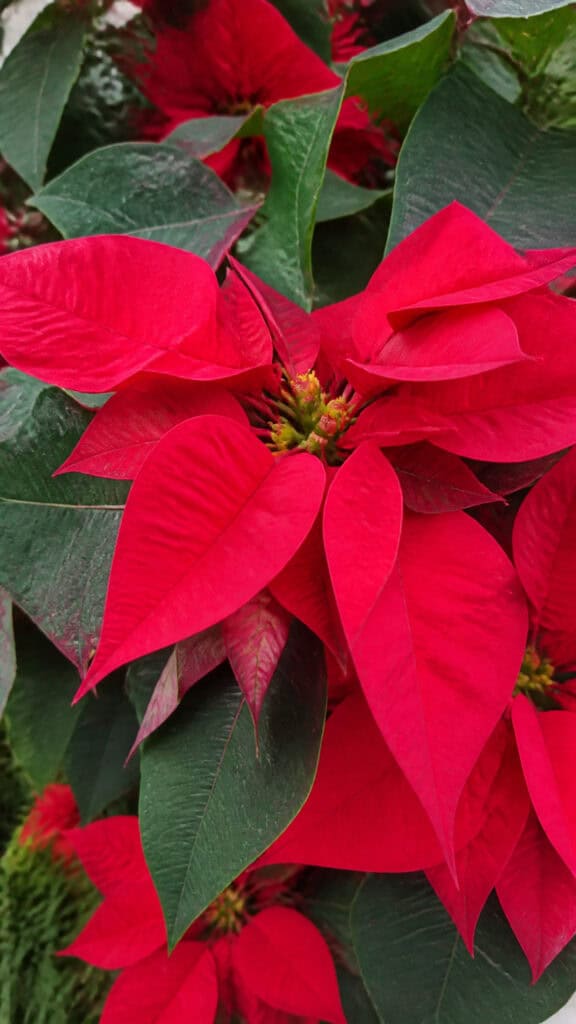 Why Poinsettias Are Perfect for Your Winter Wedding