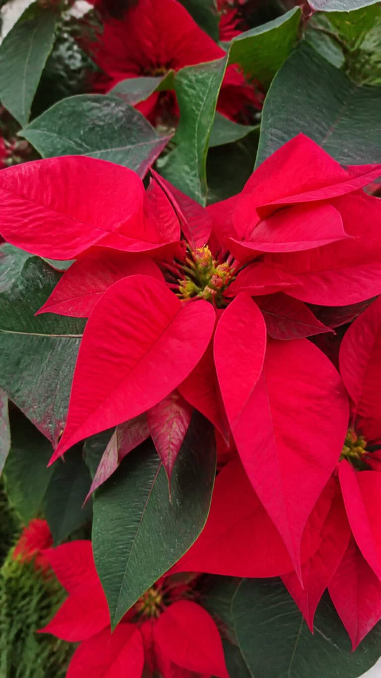 Why Poinsettias Are Perfect for Your Winter Wedding