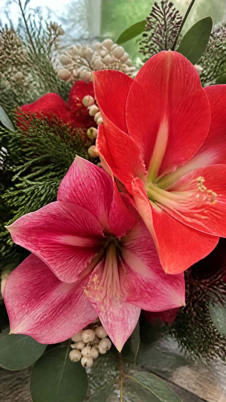 Amaryllis