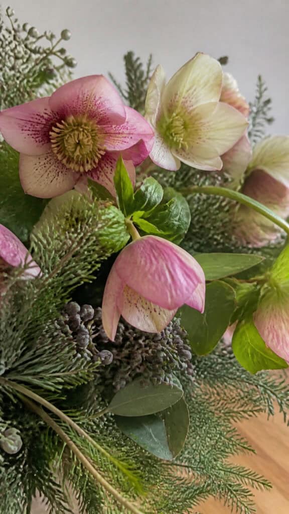 Hellebores