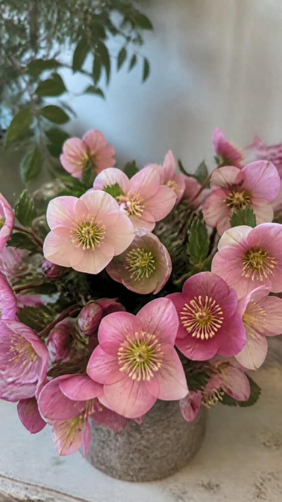 Hellebores