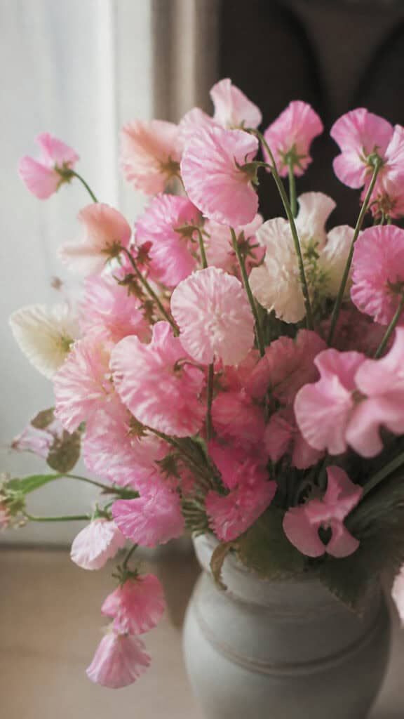 Sweet Peas
