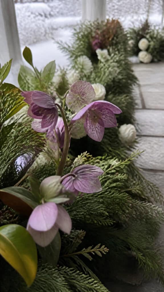 Hellebores