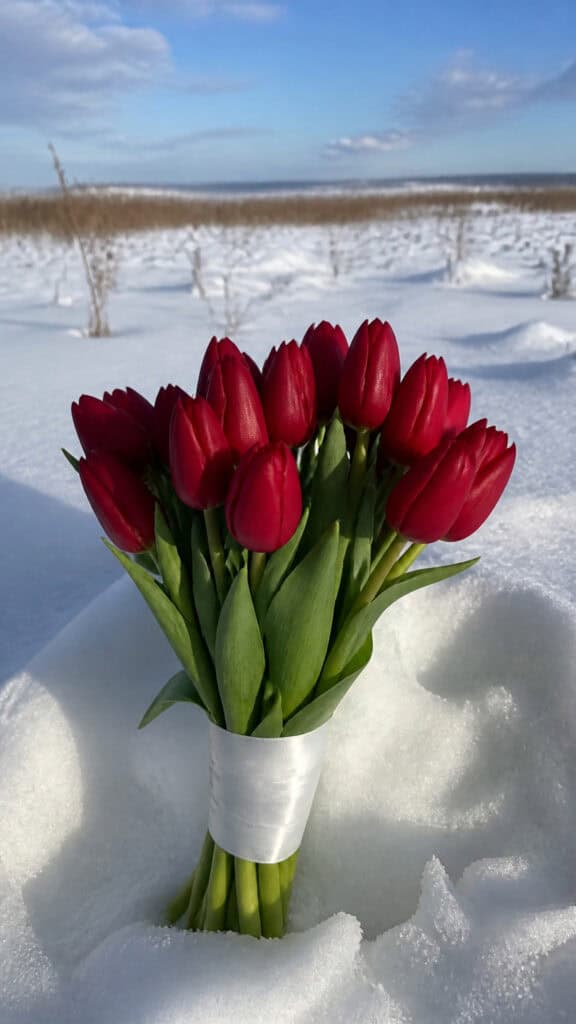 Red Tulips: Simple Elegance