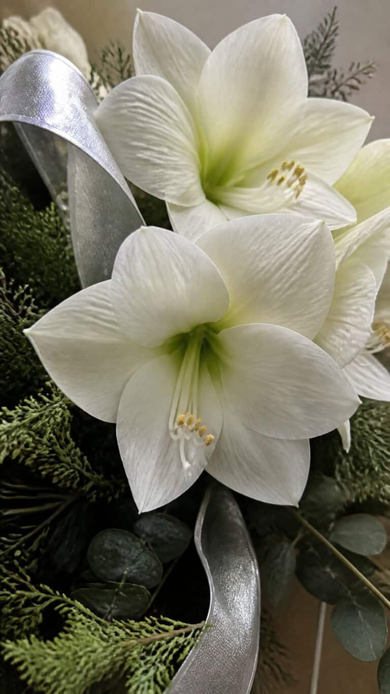 Amaryllis: Bold and Beautiful Winter Statements