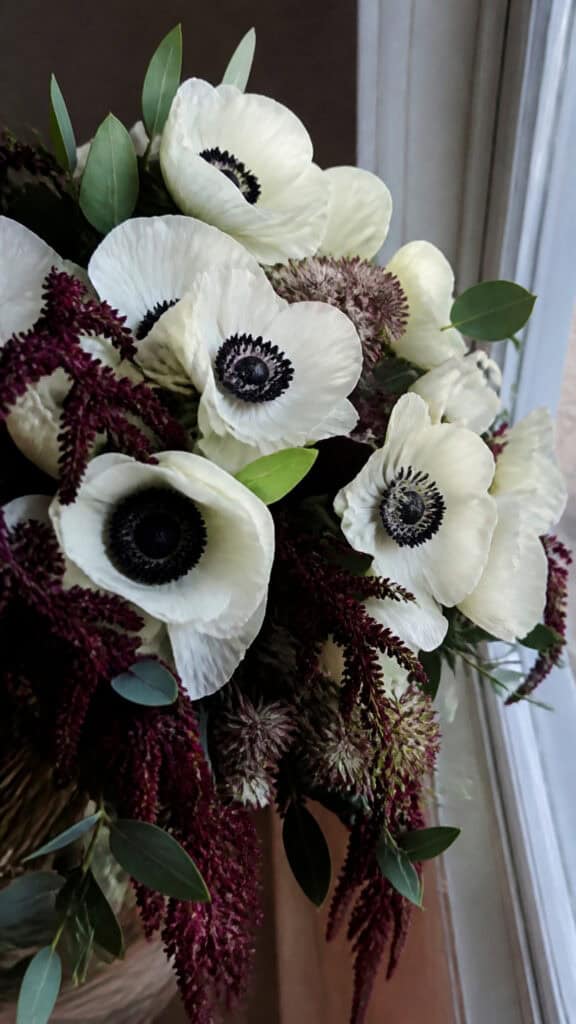 Anemones: Dramatic Dark Centers for Winter Contrast