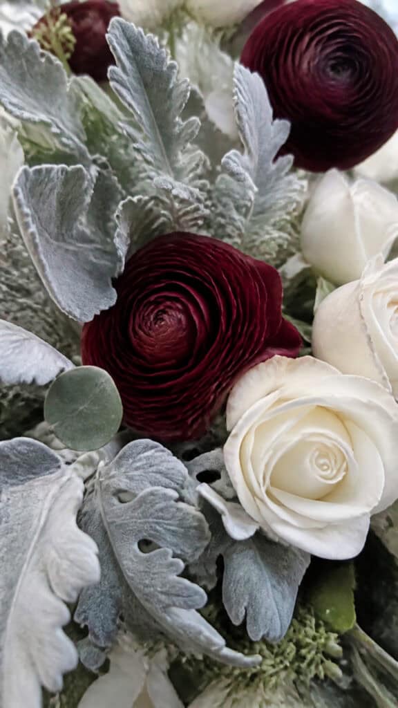 Dusty Miller: Silvery Foliage for Winter Magic