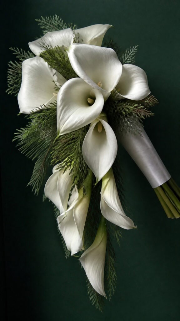 Winter White Calla Lilies with Evergreen Touches