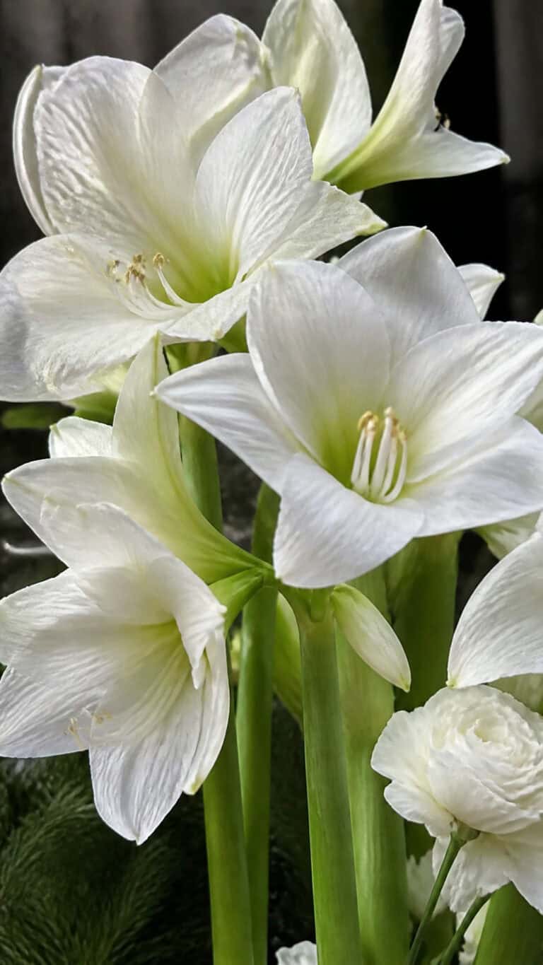 Amaryllis