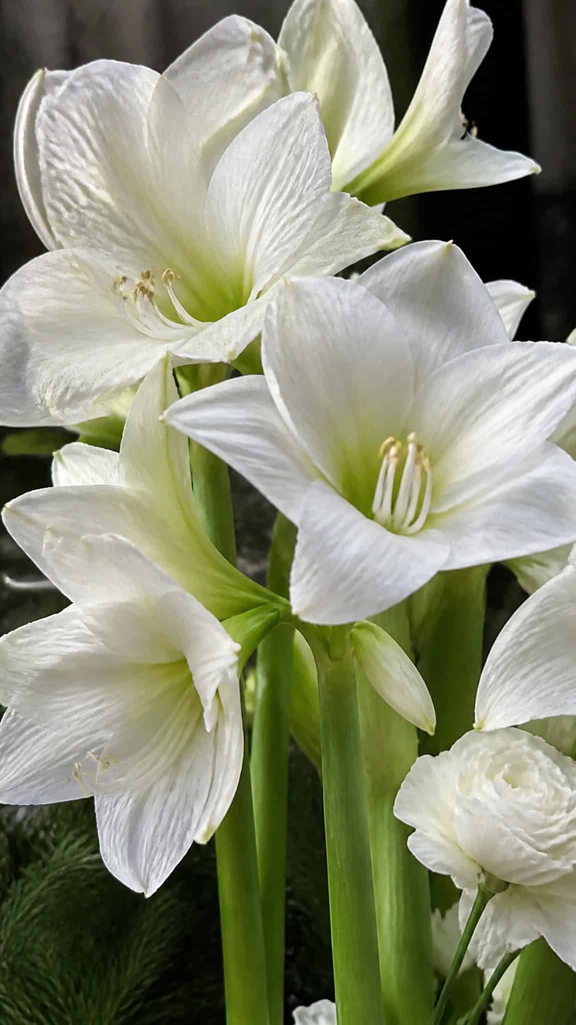 Amaryllis