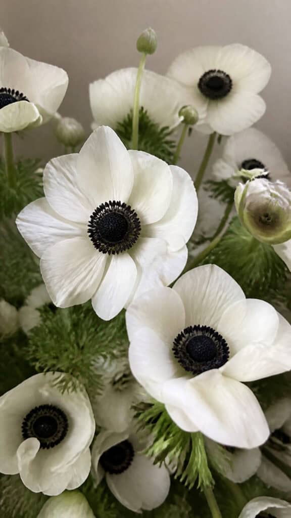 Anemones