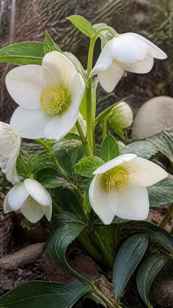 Hellebores