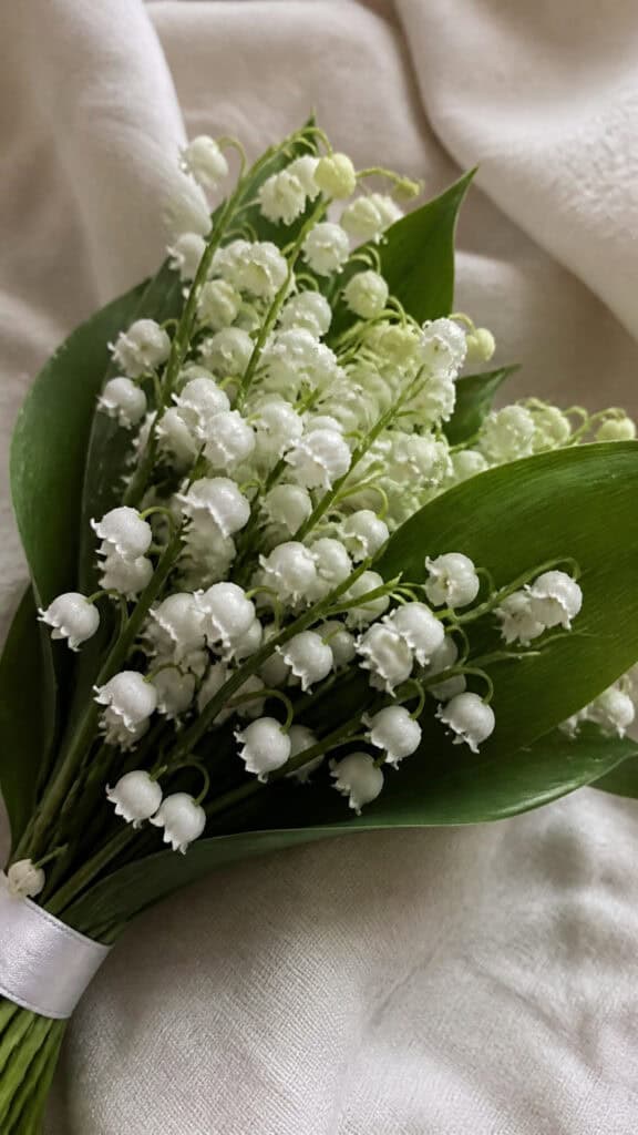 Lily of the Valley