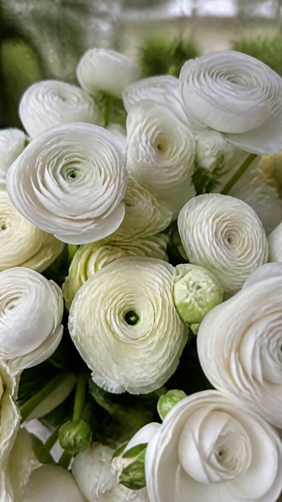 Ranunculus